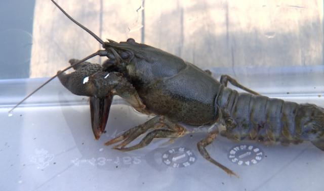 L'été de nos rivières: la sauvegarde des écrevisses à pattes rouges