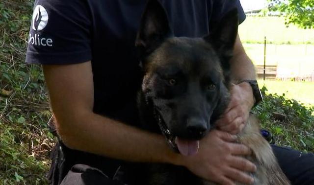 La brigade canine de Liège a engagé 4 nouvelles recrues provenant de la SRPA