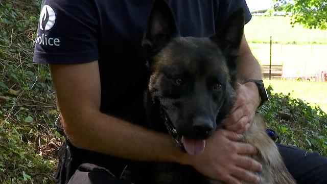 La brigade canine de Liège a engagé 4 nouvelles recrues provenant de la SRPA