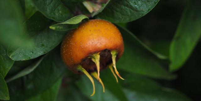 La commune d’Aywaille offre des arbres fruitiers 
