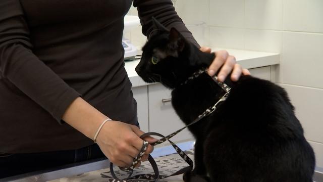 La Fondation Prince Laurent prend en charge les animaux des réfugiés ukrainiens