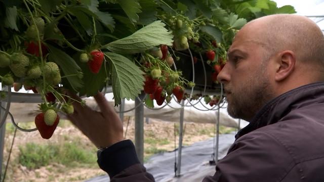 Les fraises se cultivent aussi à Dolembreux