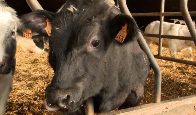 Révolte agricole : Les éleveurs hesbignons se mobilisent ! 
