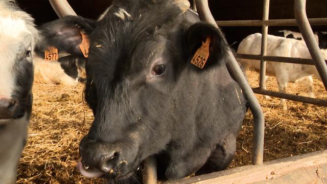 Révolte agricole : Les éleveurs hesbignons se mobilisent ! 