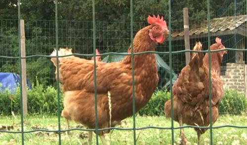 Un nouveau foyer de grippe aviaire à Herstal