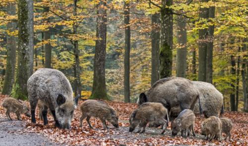 La région de Seraing envahie par les sangliers ! 
