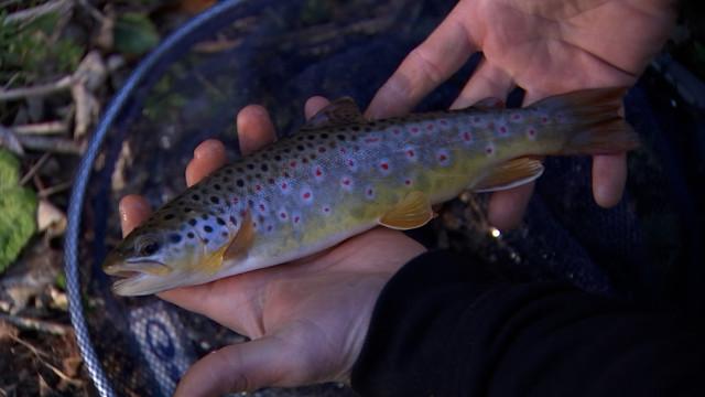 La saison de la pêche à la truite est lancée !