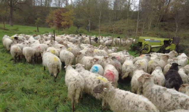 La transhumance, pour plus de biodiversité en Basse-Meuse