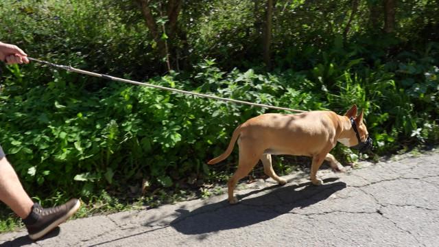 La Ville de Liège modifie son règlement sur les chiens dangereux 