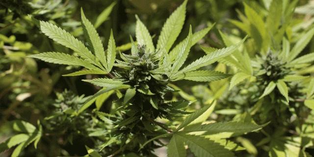 Le chef d'un réseau de cultures de cannabis condamné à quatre ans de prison avec sursis