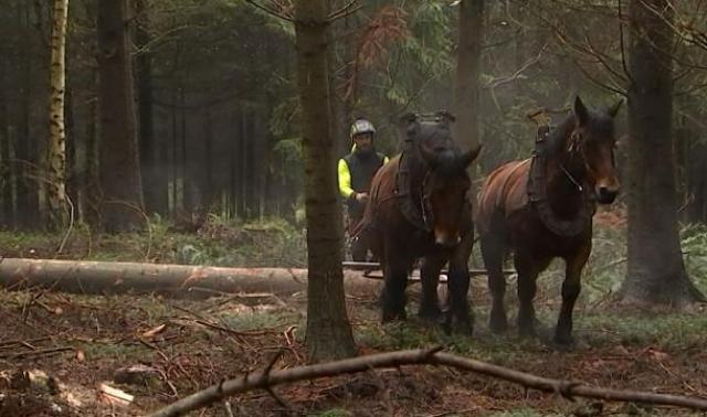 Le cheval de débardage reste essentiel dans la sauvegarde de nos forêts
