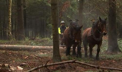 Le cheval de débardage reste essentiel dans la sauvegarde de nos forêts