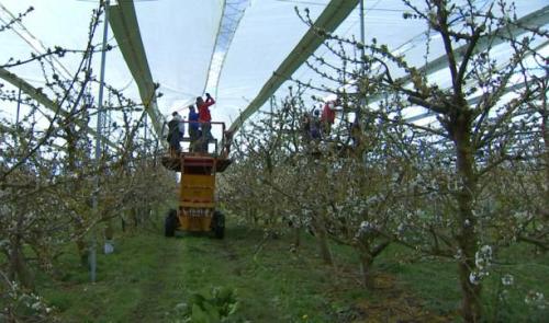 Le gel stresse les arboriculteurs