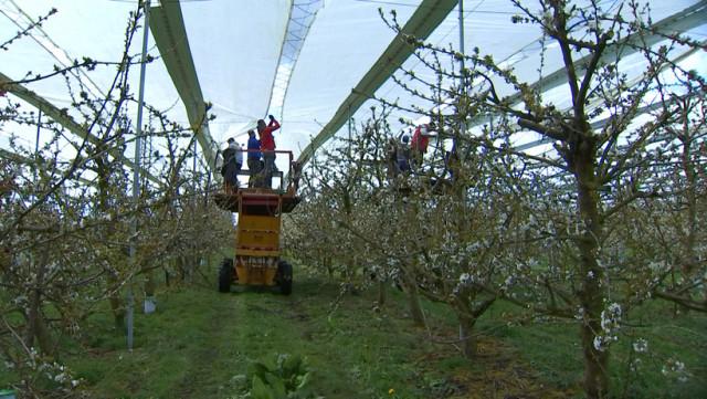 Le gel stresse les arboriculteurs