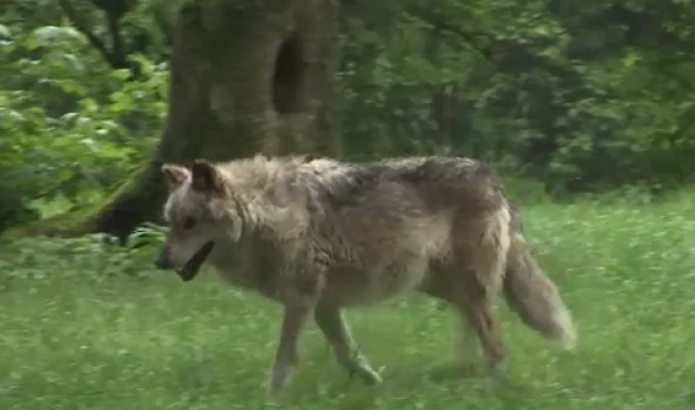 Le loup peut-être de retour chez nous ?