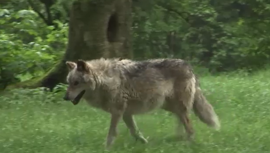 Le loup peut-être de retour chez nous ?