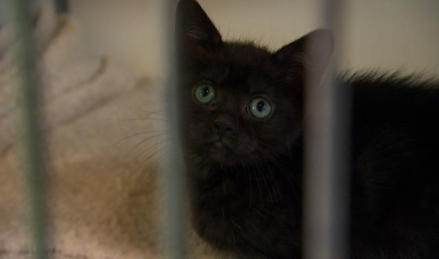 Les abandons de chats ne diminuent pas à la S.R.P.A de Liège 