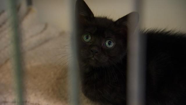 Les abandons de chats ne diminuent pas à la S.R.P.A de Liège 