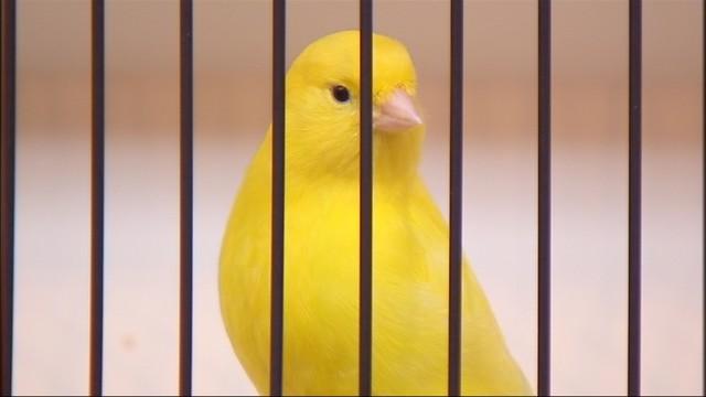 Les canaris de couleurs à Waremme, rendez-vous traditionnel 