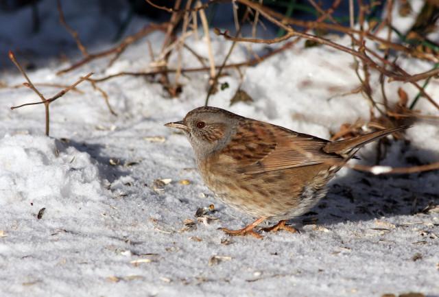 Les oiseaux moins nombreux au jardin cet hiver