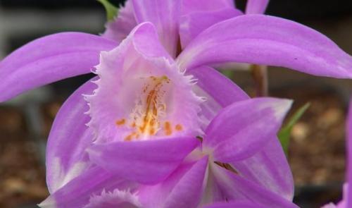 Les orchidées en fleur chez Phytesia