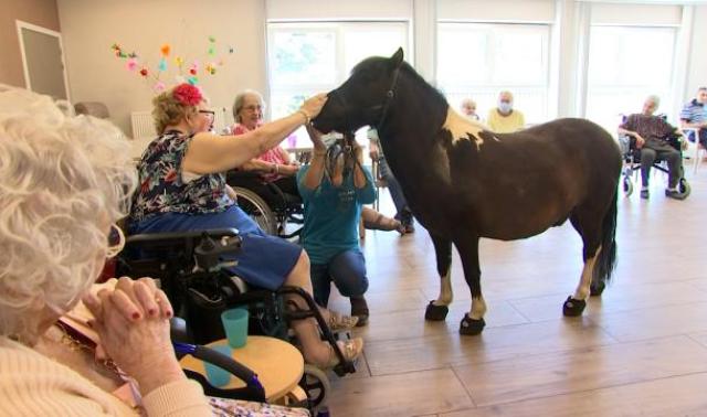 Les sabots du rêve: un poney pour briser la solitude ou l'isolement