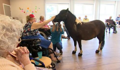 Les sabots du rêve: un poney pour briser la solitude ou l'isolement
