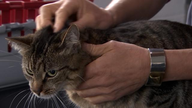 Les tiques sont de retour sur nos animaux de compagnie 