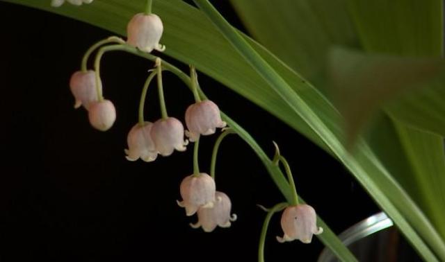 Modave: du muguet rose pour le 1er mai