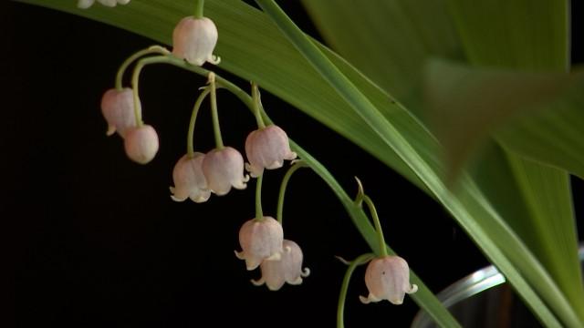 Modave: du muguet rose pour le 1er mai