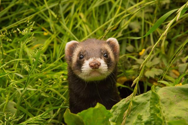 Mustela : Les furets ont trouvés un refuge