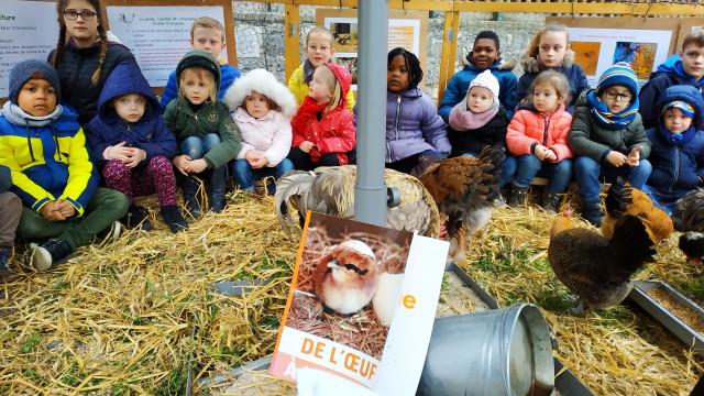 Poulailler pédagogique à l'école Saint Louis de Huy