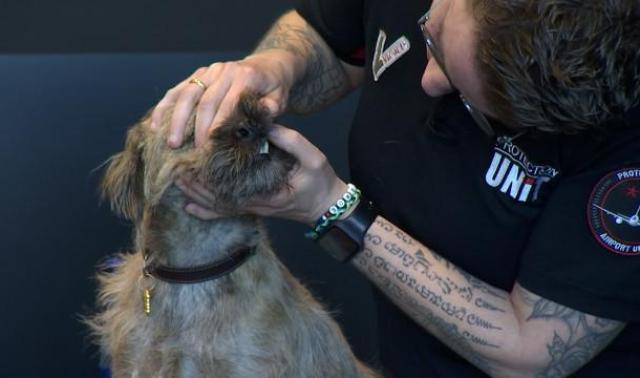 Protection Unit ouvre ses formations en secourisme canin au public