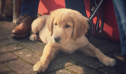 Qui pour accueillir des chiots futurs chiens-guides ?