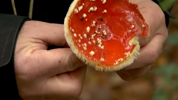 Rat des Villes, rat des champs : La cueillette des champignons