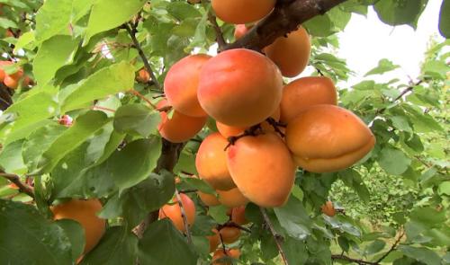 Récolte tardive pour les abricots de la ferme de Freloux