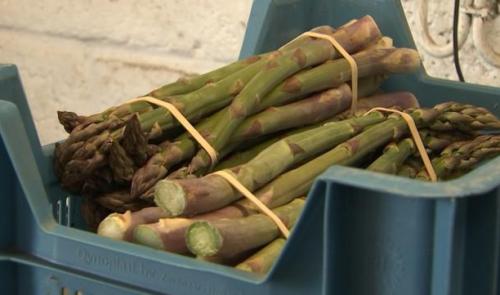 Rosoux: la saison des asperges vient de débuter