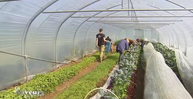 Saveurs de chez nous : les légumes cultivés en agro-écologie