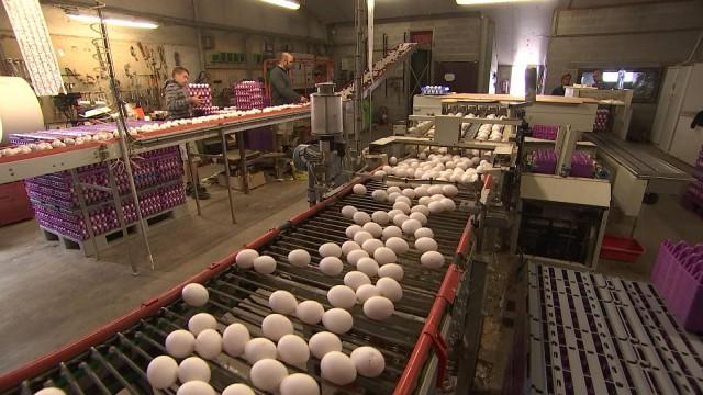 Scandale des oeufs : Tout n'est pas à jeter 