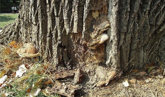 Parc de la Boverie : un arbre fortement détérioré sera enlevé d'ici mercredi