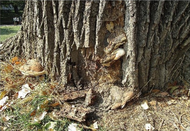 Parc de la Boverie : un arbre fortement détérioré sera enlevé d'ici mercredi