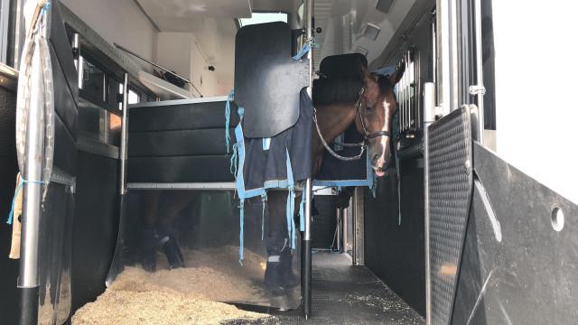 Tokyo 2020 : fin des retours des chevaux via Liège Airport 