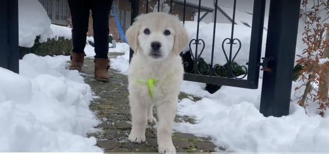 Trucs de Wouf : 3 mythes concernant l'éducation d'un chiot