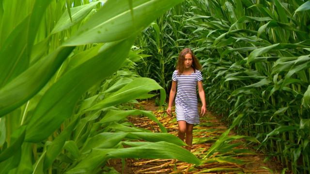 Un labyrinthe éphémère de plus de 2 kilomètres à Cras-Avernas