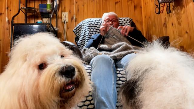 Un pull qui a du chien pour le Prince Laurent !