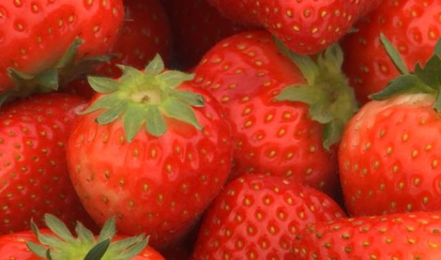 Une exploitation familiale de fraises à Seny