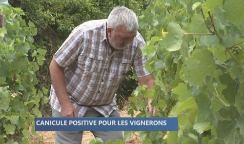 Vague de chaleur : pour le grand plaisir des vignerons hutois