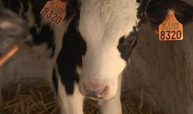 Vague de froid: les agriculteurs calfeutrent leur bétail 