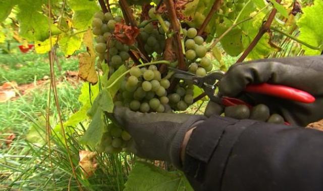 Vendanges pour Vin de Liège