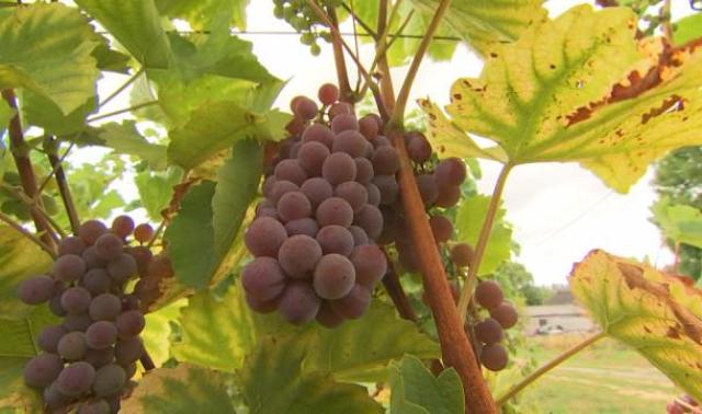 Vendanges : sans doute un grand millésime 